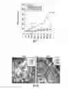 Fig. 08 - Biomimetic peptide and biodegradable delivery platform for the treatment of angiogenesis- and lymphangiogenesis-dependent diseases