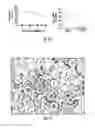 Fig. 13 - Biomimetic peptide and biodegradable delivery platform for the treatment of angiogenesis- and lymphangiogenesis-dependent diseases