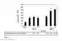 Fig. 03 - Short beta-defensin-derived peptides