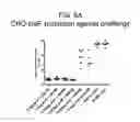 Fig. 09 - RECOMBINANT RSV ANTIGENS