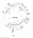 Fig. 07 - Polypeptides with permease activity