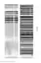 Fig. 11 - Polypeptides with permease activity