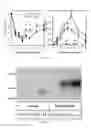 Fig. 12 - ERYTHROFERRONE AND ERFE POLYPEPTIDES AND METHODS OF REGULATING IRON METABOLISM
