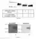 Fig. 13 - ERYTHROFERRONE AND ERFE POLYPEPTIDES AND METHODS OF REGULATING IRON METABOLISM