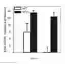 Fig. 15 - ERYTHROFERRONE AND ERFE POLYPEPTIDES AND METHODS OF REGULATING IRON METABOLISM