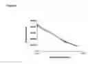 Fig. 03 - Antibody composition and buffer system therefor