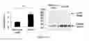 Fig. 06 - Engineered intein for improved production of protein-intein fusions