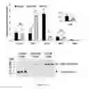 Fig. 12 - Engineered intein for improved production of protein-intein fusions