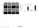 Fig. 19 - Engineered intein for improved production of protein-intein fusions