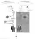 Fig. 02 - Methods of treating a hemolytic disorder comprising administering anti-properdin antibodies