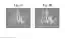 Fig. 03 - ANTIBODY DISPLAY