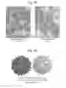 Fig. 04 - ANTIBODY DISPLAY