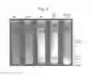 Fig. 06 - ANTIBODY DISPLAY