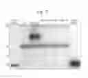 Fig. 08 - ANTIBODY DISPLAY