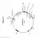 Fig. 16 - Isolated antibody