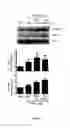 Fig. 02 - ANTAGONIST OF THE BTLA/HVEM INTERACTION FOR USE IN THERAPY