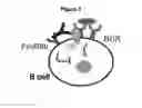 Fig. 05 - METHODS AND COMPOSITIONS FOR INHIBITING CD32B EXPRESSING CELLS