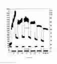 Fig. 09 - Temperature-stable, electrolytic hydrogel and method for stimulating crude oil and natural gas deposits