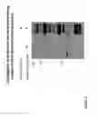 Fig. 04 - Protein modification of living cells using sortase