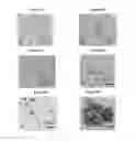 Fig. 07 - Small mobile stem cells (SMS) and uses thereof