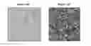 Fig. 21 - Small mobile stem cells (SMS) and uses thereof