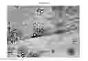 Fig. 22 - Small mobile stem cells (SMS) and uses thereof