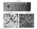 Fig. 24 - Small mobile stem cells (SMS) and uses thereof