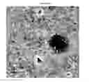 Fig. 25 - Small mobile stem cells (SMS) and uses thereof