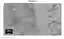 Fig. 26 - Small mobile stem cells (SMS) and uses thereof