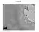 Fig. 34 - Small mobile stem cells (SMS) and uses thereof
