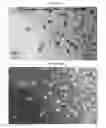 Fig. 35 - Small mobile stem cells (SMS) and uses thereof