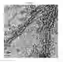 Fig. 36 - Small mobile stem cells (SMS) and uses thereof