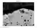 Fig. 37 - Small mobile stem cells (SMS) and uses thereof