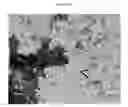 Fig. 38 - Small mobile stem cells (SMS) and uses thereof