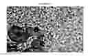 Fig. 40 - Small mobile stem cells (SMS) and uses thereof