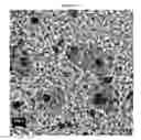 Fig. 41 - Small mobile stem cells (SMS) and uses thereof