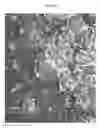 Fig. 42 - Small mobile stem cells (SMS) and uses thereof