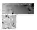 Fig. 43 - Small mobile stem cells (SMS) and uses thereof