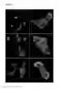 Fig. 02 - Culture medium composition for maturating cardiomyocytes derived from pluripotent mammalian stem cells