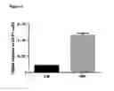 Fig. 05 - Culture medium composition for maturating cardiomyocytes derived from pluripotent mammalian stem cells