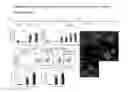 Fig. 02 - Methods and compositions for preparing cardiomyocytes from stem cells and uses thereof