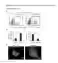 Fig. 03 - Methods and compositions for preparing cardiomyocytes from stem cells and uses thereof