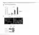 Fig. 04 - Methods and compositions for preparing cardiomyocytes from stem cells and uses thereof
