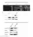Fig. 06 - Methods and compositions for preparing cardiomyocytes from stem cells and uses thereof