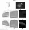 Fig. 19 - ENGINEERED THREE-DIMENSIONAL SKIN TISSUES, ARRAYS THEREOF, AND METHODS OF MAKING THE SAME