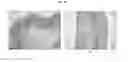 Fig. 30 - ENGINEERED THREE-DIMENSIONAL SKIN TISSUES, ARRAYS THEREOF, AND METHODS OF MAKING THE SAME