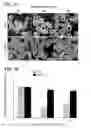 Fig. 04 - Recombinant baculovirus expression vector and cell