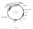 Fig. 08 - VARIANTS OF CELLOBIOHYDROLASES