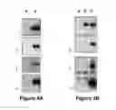 Fig. 04 - PROTEIN INVOLVED IN DNA REPLICATION, AND MODULATION OF ITS ACTIVITY
