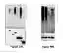 Fig. 10 - PROTEIN INVOLVED IN DNA REPLICATION, AND MODULATION OF ITS ACTIVITY